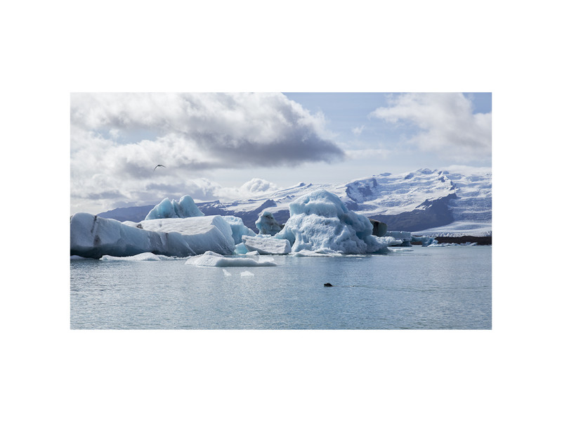 Iceland, the seal and the seagull