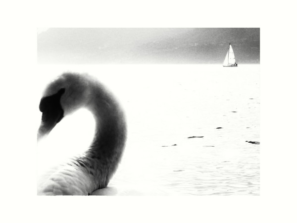 The swan