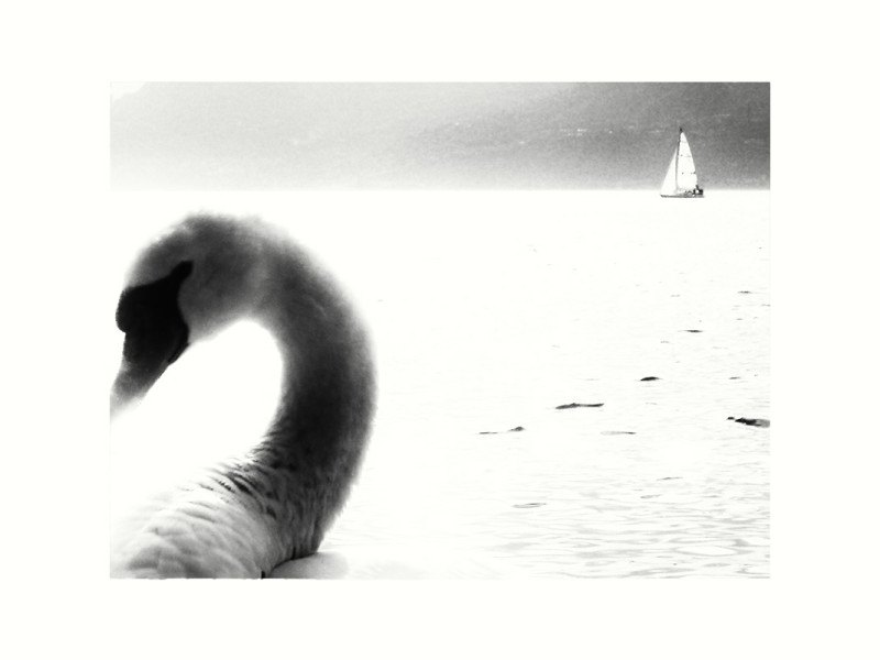 The swan
